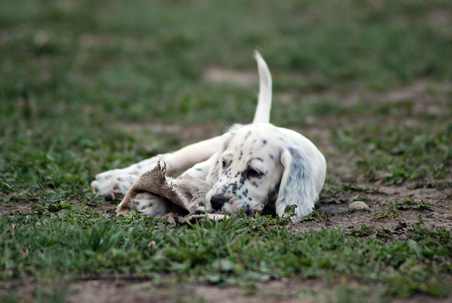 Štěňátko anglického setra