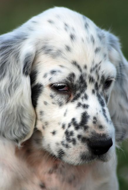 Štěňátko anglického setra