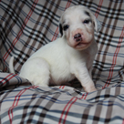 Přehled štěňátek