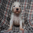 Přehled štěňátek