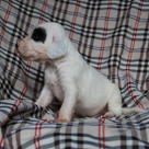 Přehled štěňátek