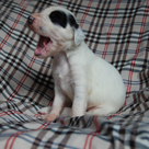 Přehled štěňátek